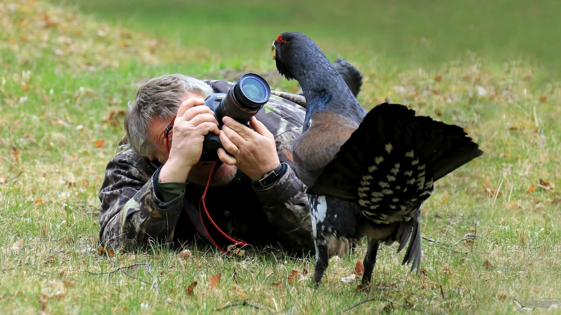 Фотограф орнитолог. Фотограф натуралист. Фотоохота. Снимки с фотоохоты.