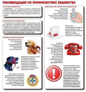 Укусила собака куда обращаться