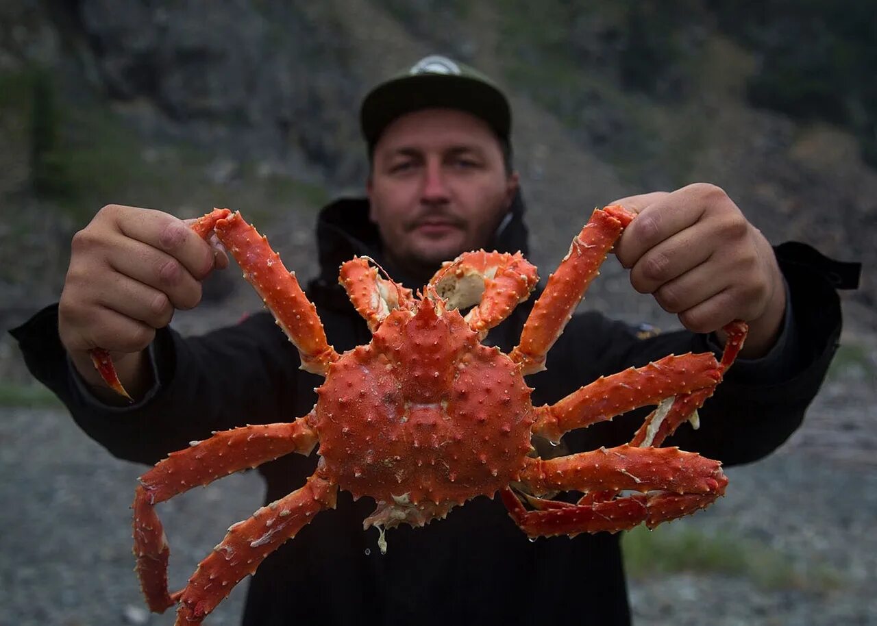 Где в россии краба. Краб Дальневосточный Камчатский. Камчатский Королевский краб. Дальневосточный краб Стригун. Аляскинский Камчатский краб.