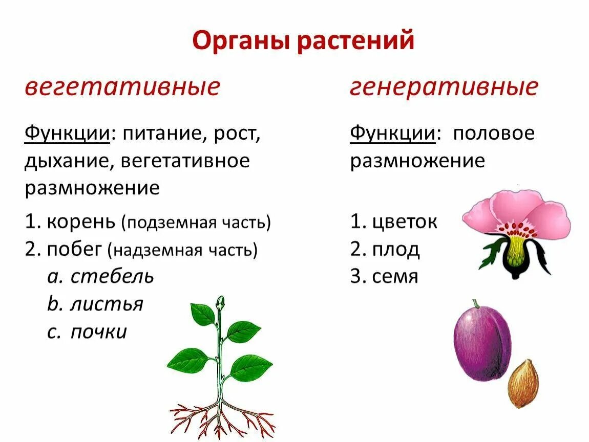 Видоизменения генеративных органов растений. Генеративные органы растений плод. Органы генеративного размножения растений. Вегетативные органы растений 6 класс биология.