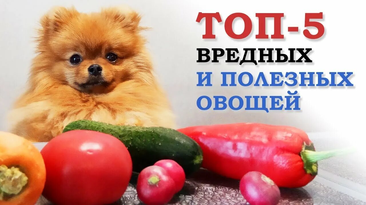 Овощи для щенка. Овощи полезные для собак. Опасные продукты для собак. Фрукты для шпица. Разрешенные фрукты и овощи собаке.