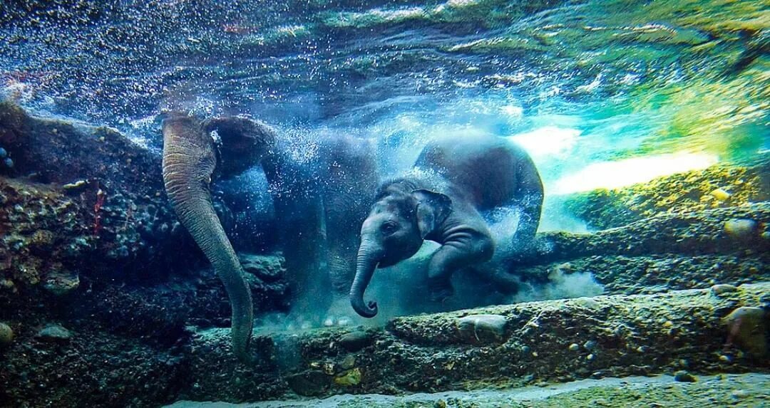 Swimming Elephant. Elephant can Swim. Elephant is swimming. Elephant moving.