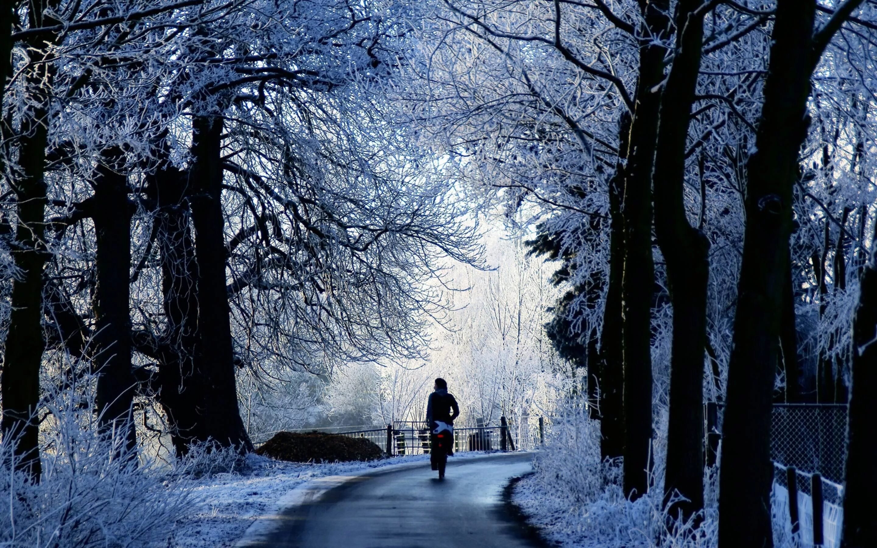 Зимняя аллея. Зима пейзаж. Зимние обои. Зимний ночной пейзаж. 2015 года уходящий