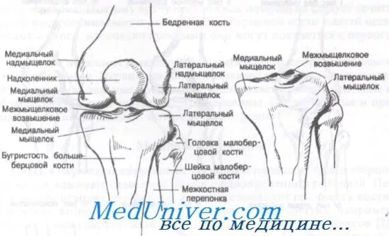 Медиальный мыщелок большеберцовой. Коленный сустав перелом берцовая кость. Перелома коленного сустава перелом межмыщелкового возвышения. Перелом бугорка большеберцовой кости. Перелом медиального мыщелка бедренной кости.