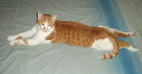 Кот лежит на животе