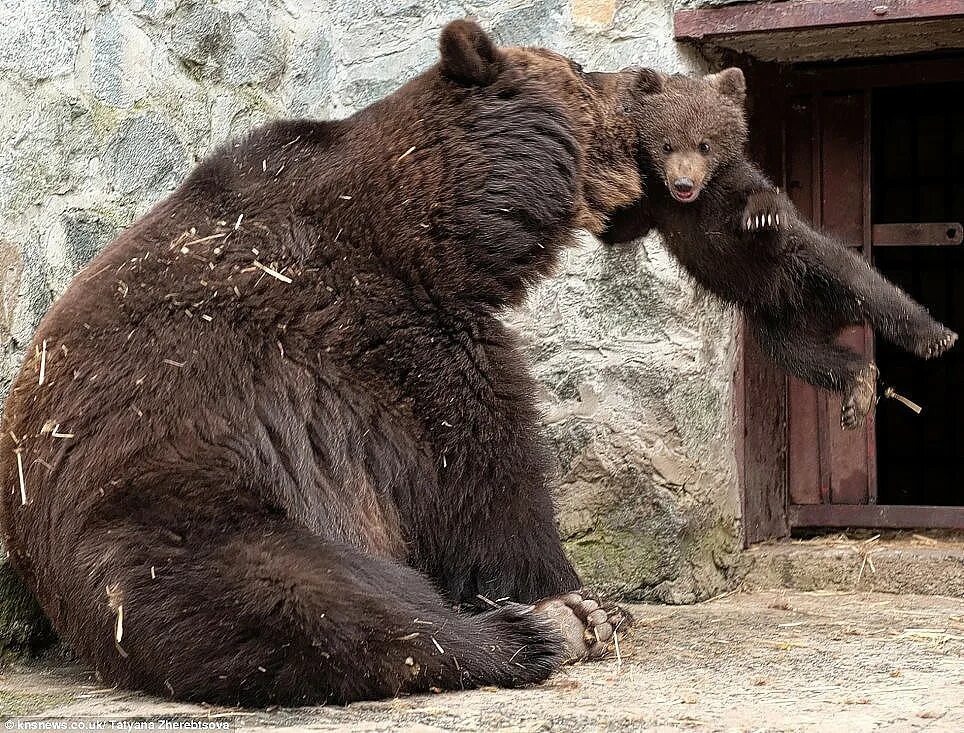 Медведица. Вонючий медведь. Медведь несет. Медведица воспитывает медвежонка.