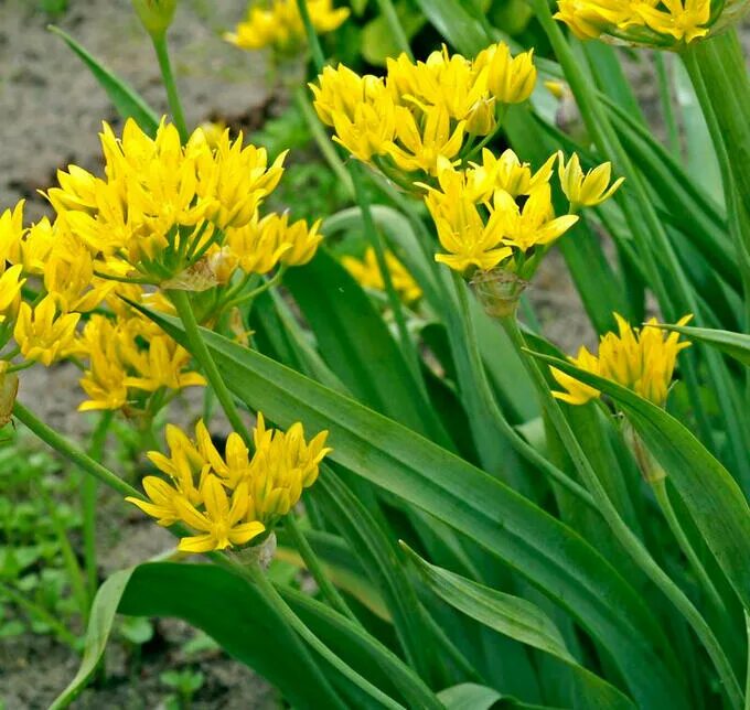 Allium moly Leek plant, Allium, Seeds