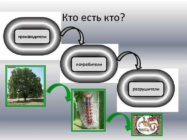 Производители потребители Разрушители. Цепь потребители Разрушители. Цепи питания производители потребители разлагатели. Потребитель и производитель.