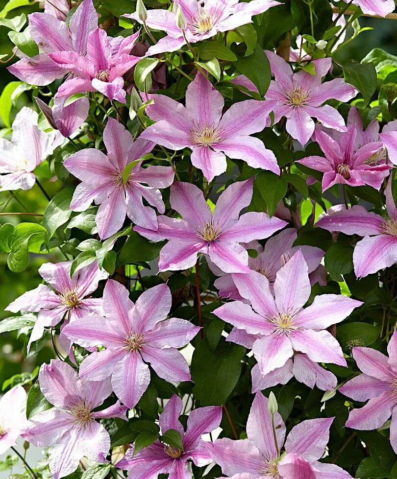 Клематис пинк фэнтези описание и фото отзывы. Клематис "пинк фэнтези", clematis "pink fantasy". Клематис пинк фэнтези описание и фото отзывы. Клематис multi pink. Клематис крупноцветковый пинк фентези.