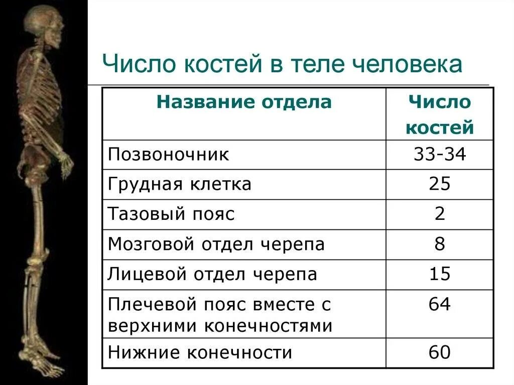 Число костей в теле человека. Кол-во костей в скелете человека. Количество костей в скелете человека взрослого. Сколько костей в скелете ребенка. С какой частотой обновляются кости