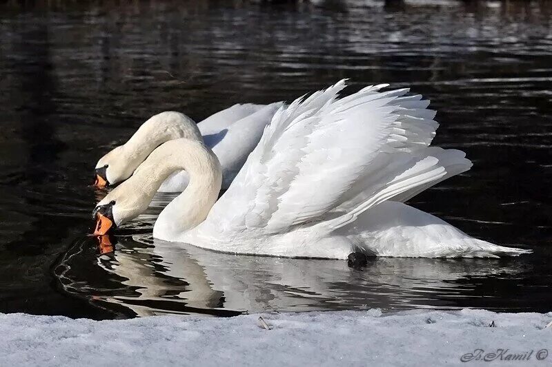 лебедь ю н. лебеди на байкале. байкальский лебедь. птица похожая на лебедя. одинокий лебедь.