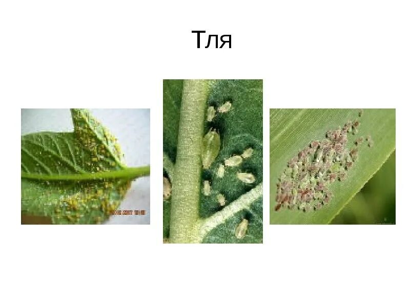 Тля относится к насекомым. Тля. Биология тля. Размножение тли. Тля презентация.