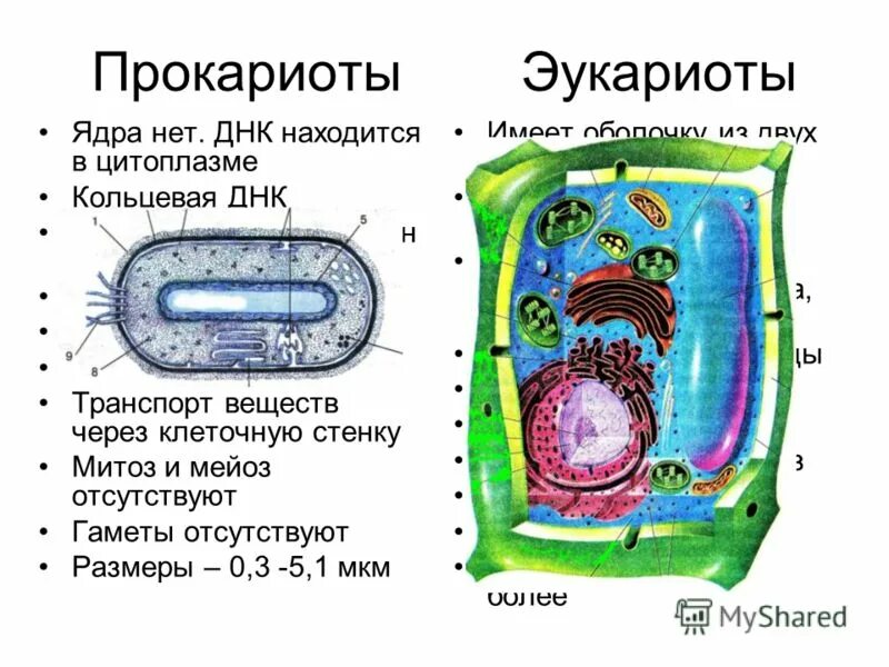 Строение бактерий эукариот. Строение клетки бактерий и эукариот. Прокариотическая клетка ядро. Цитоплазма прокариотической и эукариотической клетки.