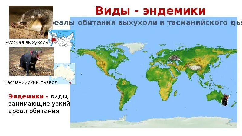 Эндемиком какого материка является это растение