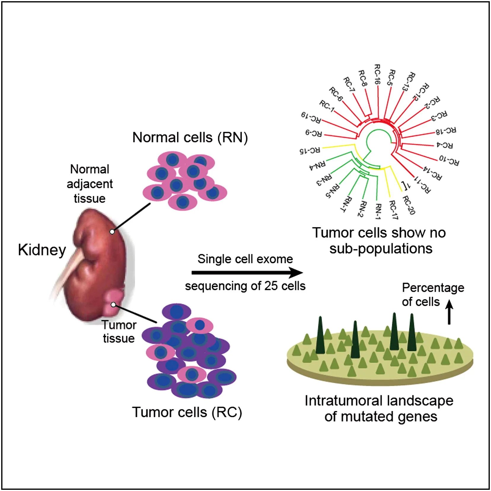 Single cell. XCELLIGENCE клеточный анализатор. DNA NANOBALL sequencing. Exome. Exome sequence.