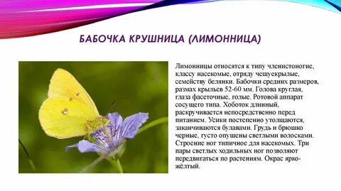 Бабочка кратко