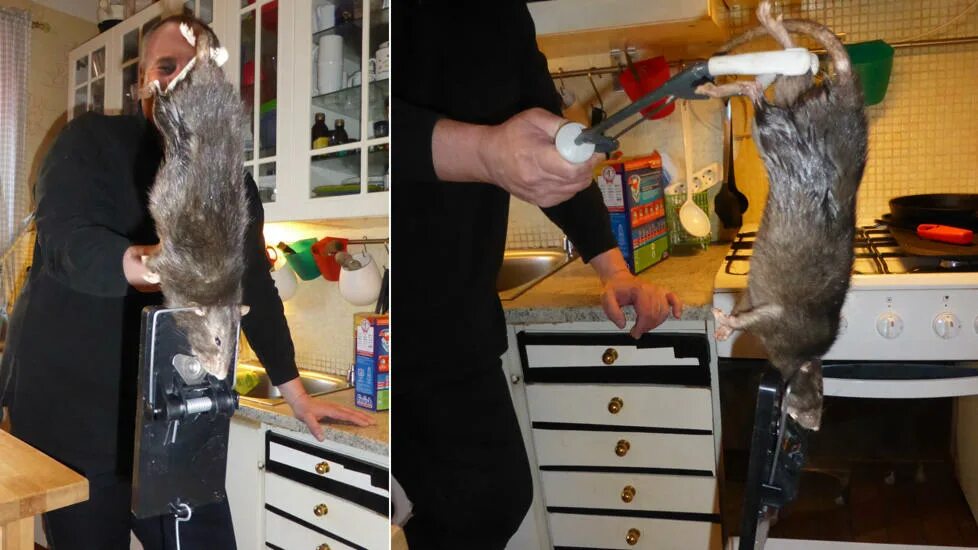 огромная крыса размером с ак 47