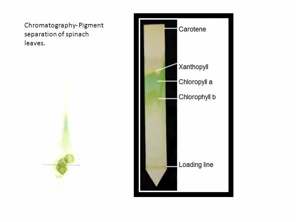Разделение пигментов листа метод. Разделение пигментов методом бумажной хроматографии. Разделение пигментов листа методом бумажной хроматографии. Разделение хлорофилла методом хроматографии. Хроматография Разделение пигментов.