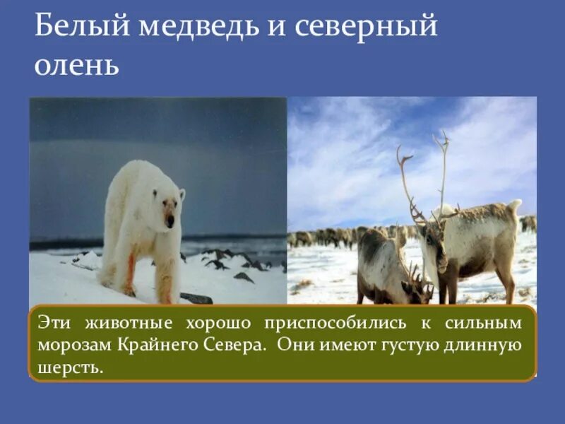 Какие отношения складываются между оленем и медведем