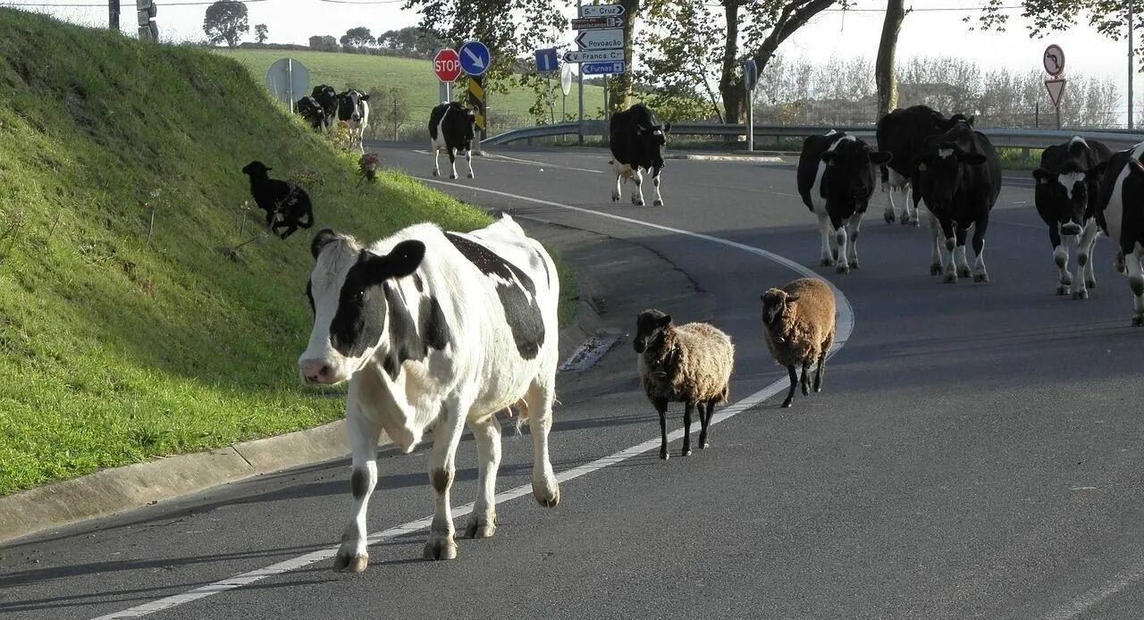 Корова на дороге. Корова на проезжей части. Корова на трассе. Стадо коров на дороге.