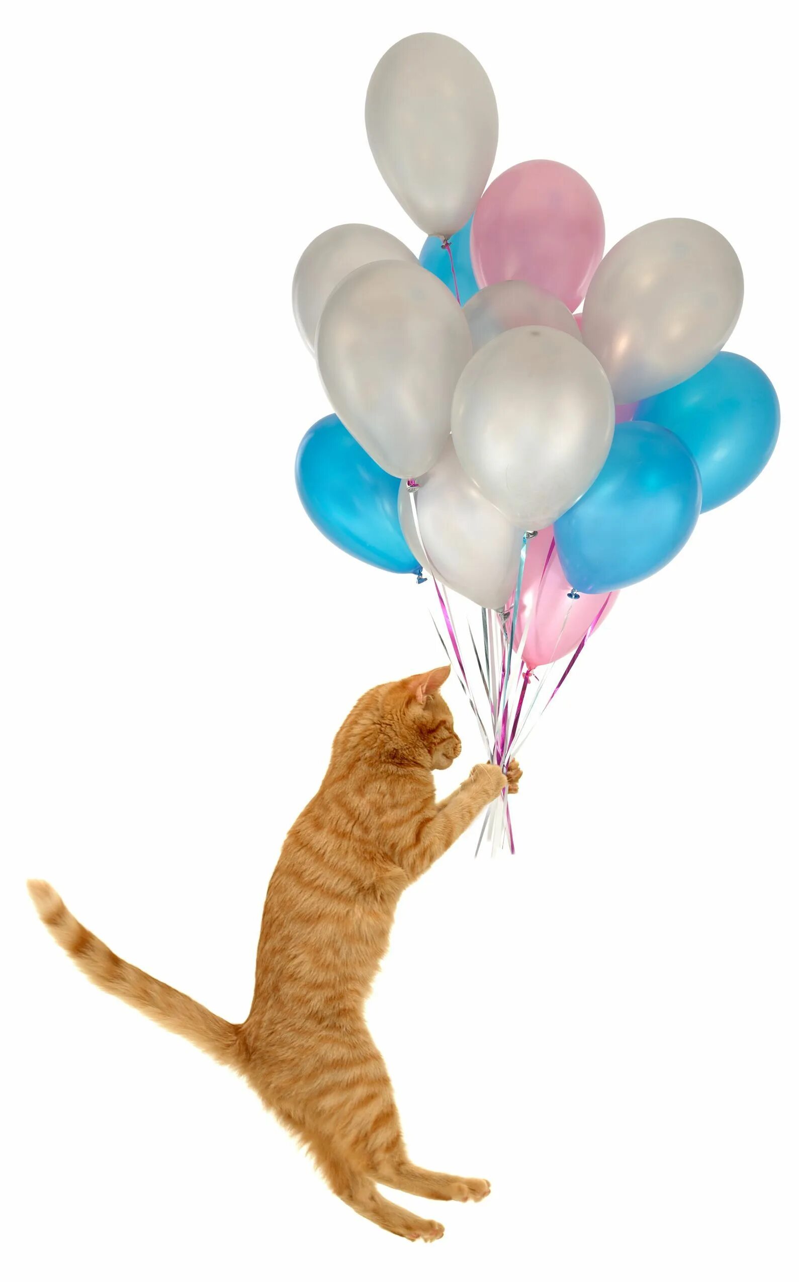 Кошка с воздушными шариками. Кот шарик. Кот с воздушными шарами. Кот на воздушных шариках. Воздушный шар котик.