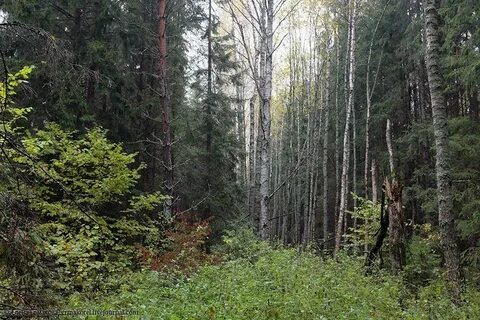 Орловские леса