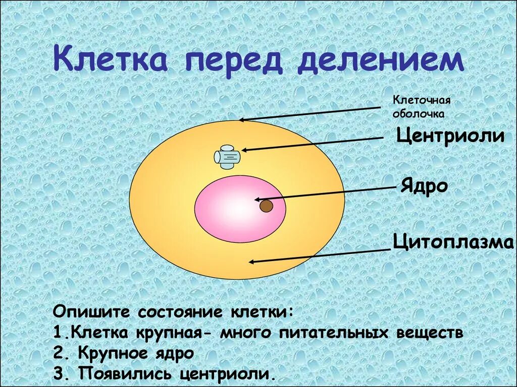 Клетка перед делением. Состояние клетки. Деление клетки. Перед делением клетки количество