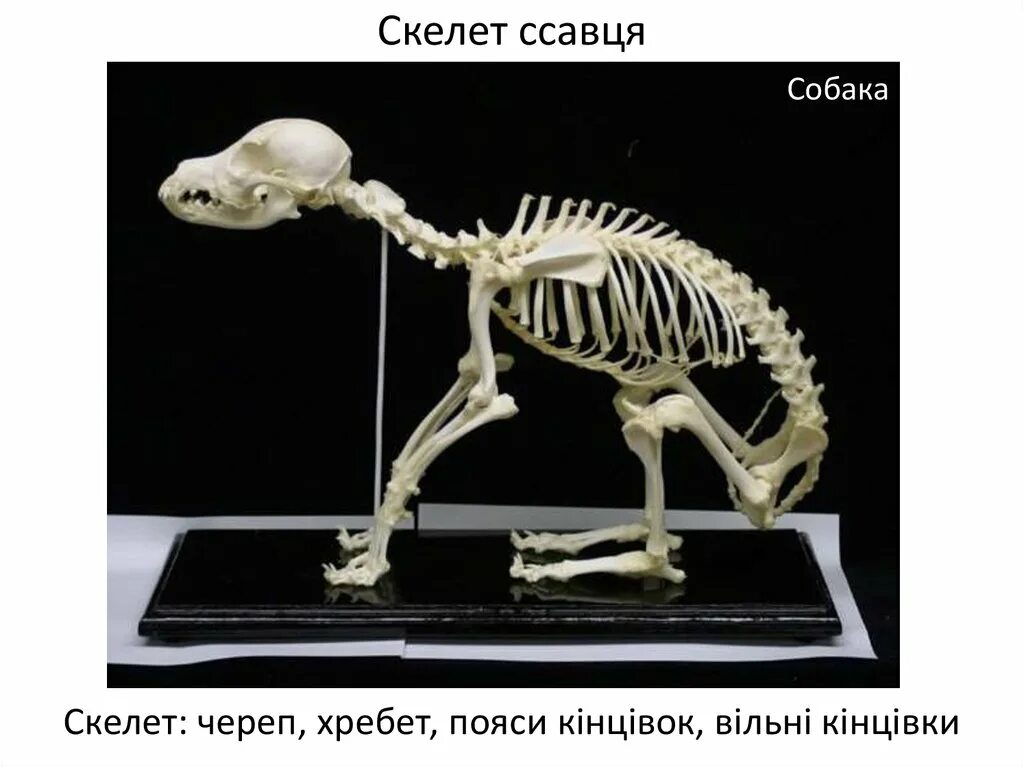 Скелет собаки. Скелет щенка. Скелет лежит. Скелет собаки сидит.