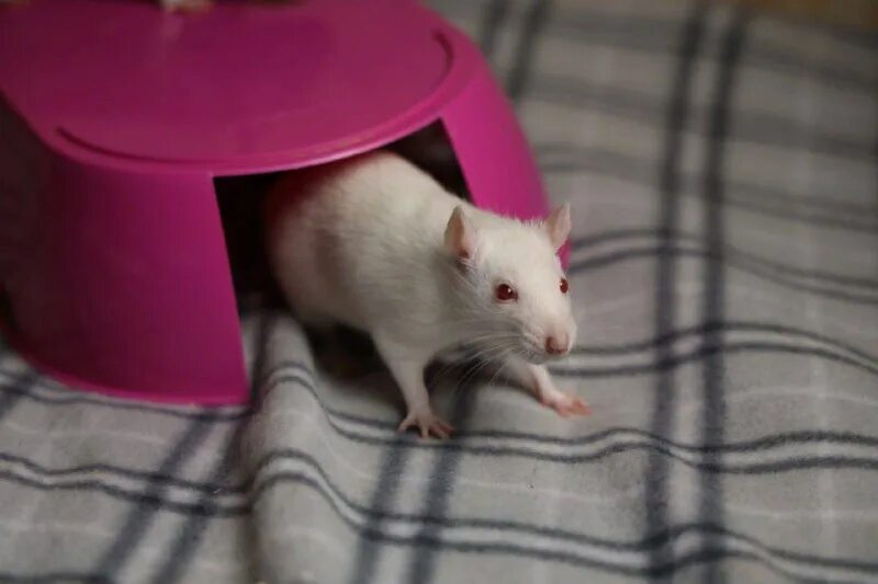 помощь крысам. крыса фото. помощь крысам. крыса дамбо. крыса с челкой.