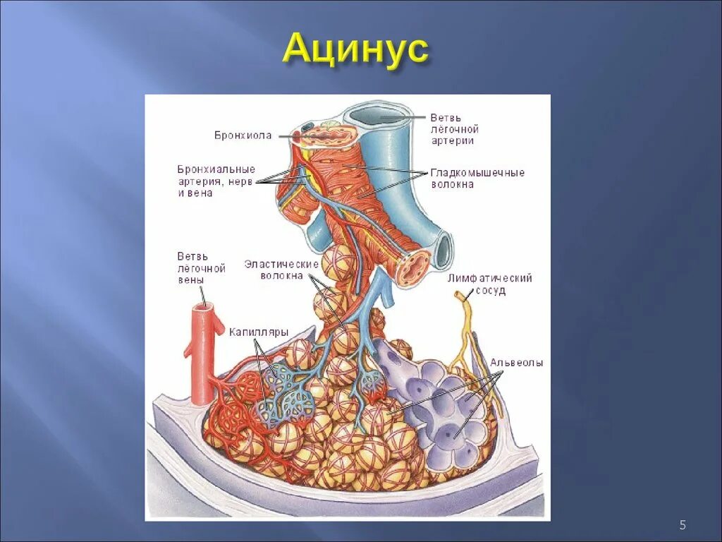 Воздух поступает в альвеолы. Легочный ацинус строение. Структурно-функциональная единица легкого ацинус схема. Дыхательная система анатомия ацинус. Ацинус строение анатомия.