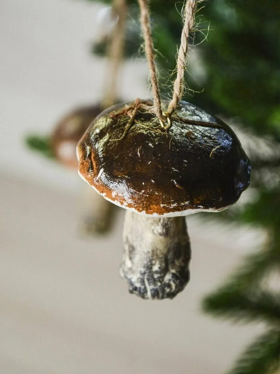 масленок еловый. мухомор в лесу. липкий гриб под елкой. грибы под елкой. рыжики грибы.