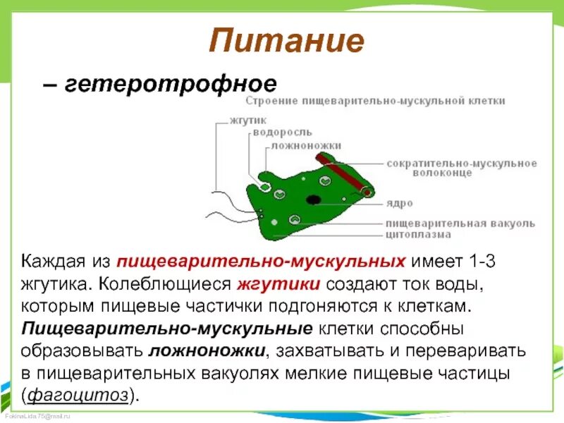 Какую функцию выполняет пищеварительная клетка. Строение пищеварительной мускульной клетки. пищеварительно мускульные клетки гидры. пищеварительная клетка функции. гетеротрофное питание клетки.