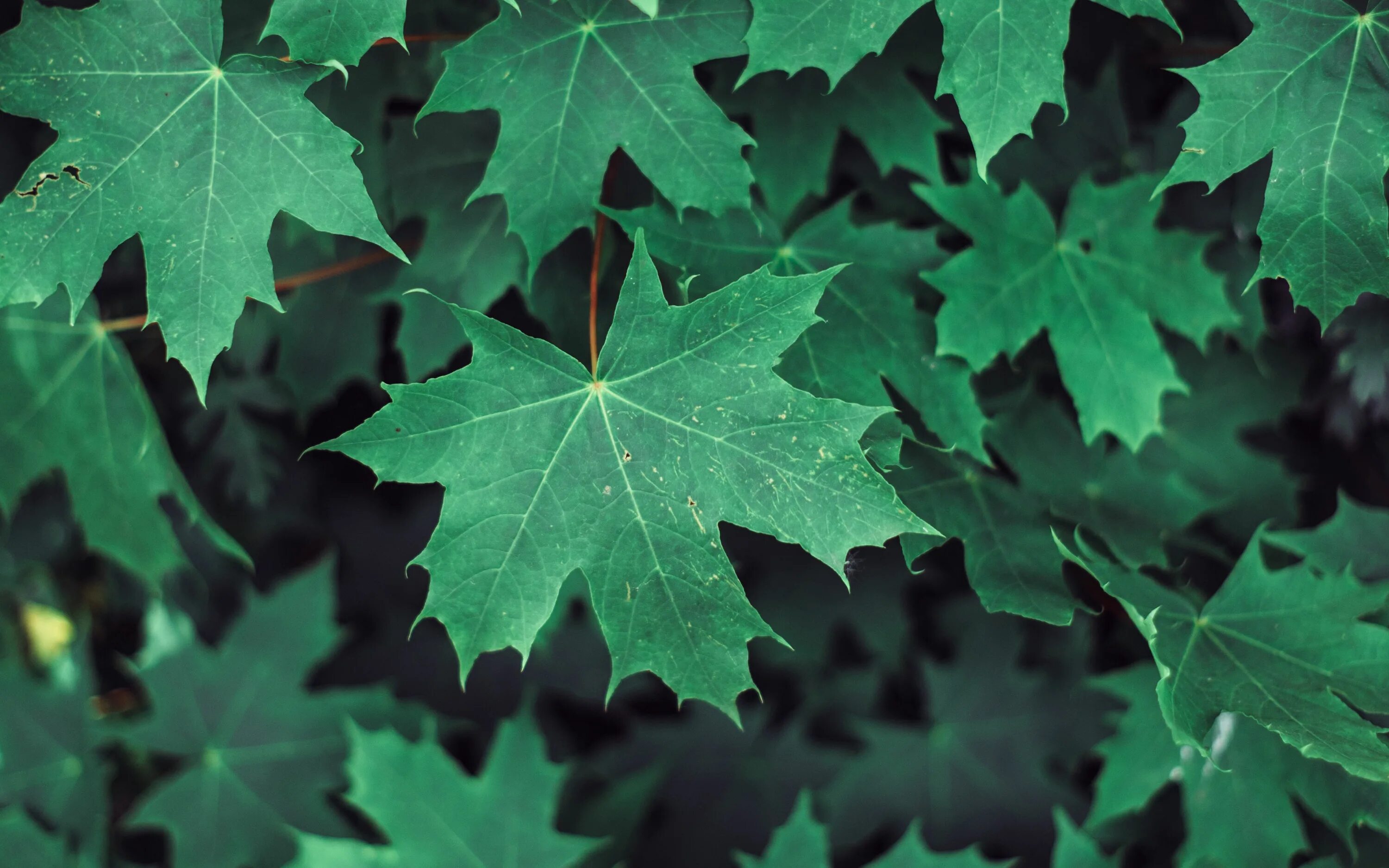 Листья клена 7. Maple кленовый лист. Листва. Зеленый лист. Листья деревьев.