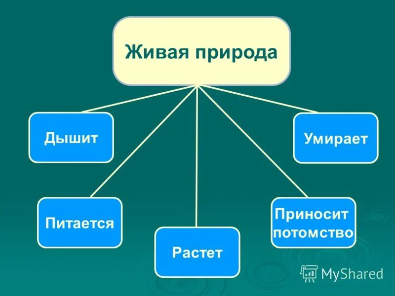 Информация неживой природы