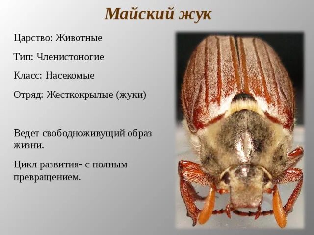 Медведка. Что вы о ней знаете? дачница Наташа Дзен