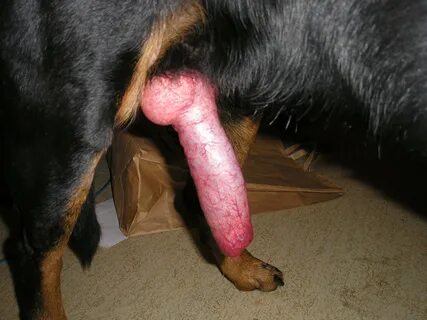 Big dog cock sex ❤ Best adult photos at prod-cm.hardees.com