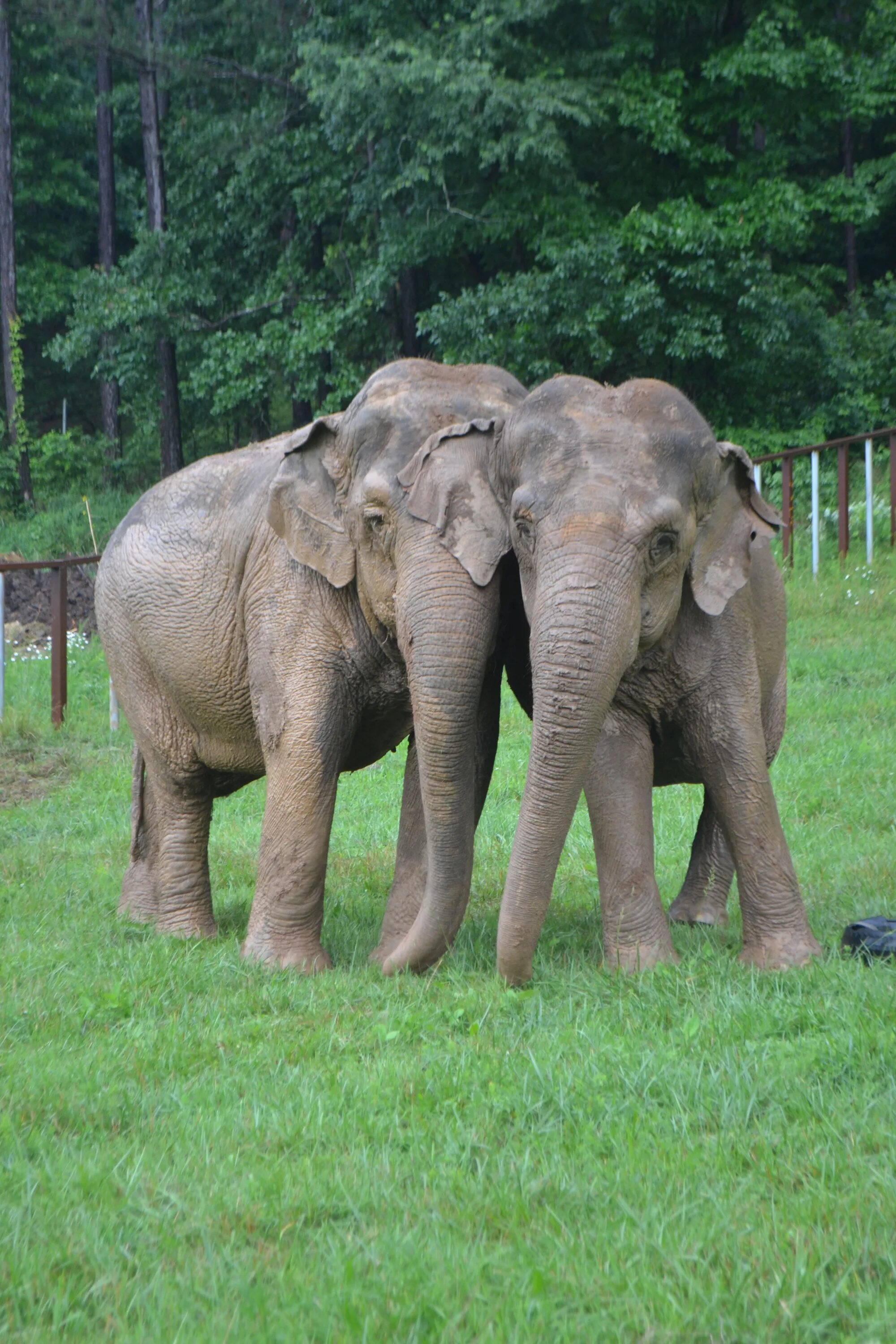 Слоновый год. Азиатский слон. Год слона. Годы слоны. Elephant Sanctuary.