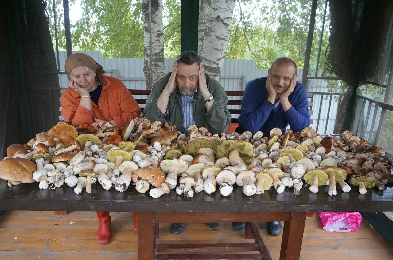 Ёлкино Воскресенский район грибы. Собранные грибы. Большие белые грибы. Куча грибов.