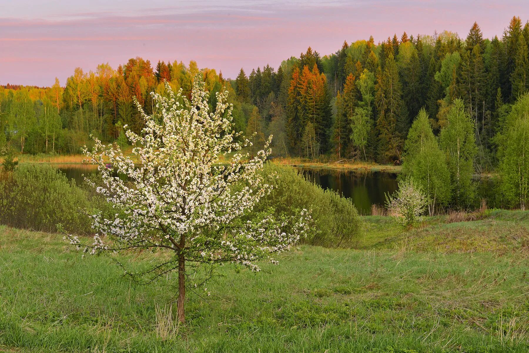 Дикая яблоня в лесу. Дикие яблони. Дикая яблоня весной. Великолепные сады в средней полосе России.