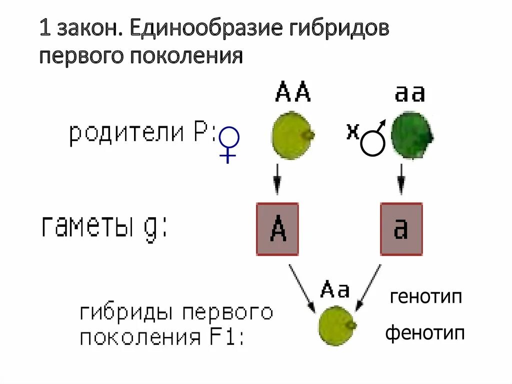 Гибриды второго поколения. 1 Закон единообразия гибридов. Первый закон Менделя о единообразии гибридов первого поколения. Правило единообразия гибридов 1 поколения.