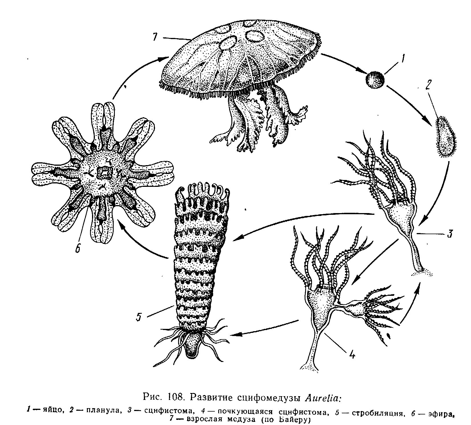 Жизненный цикл Аурелии Догель 1981. Стробиляция у сцифоидных. Размножение сцифоидных медуз. Жизненный цикл сцифомедузы.