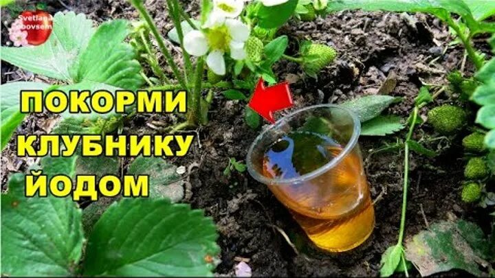 Можно опрыскать клубнику во время цветения. Подкормка клубники. Йод для клубники. Удобрение для клубники весной. Весенняя подкормка клубники.