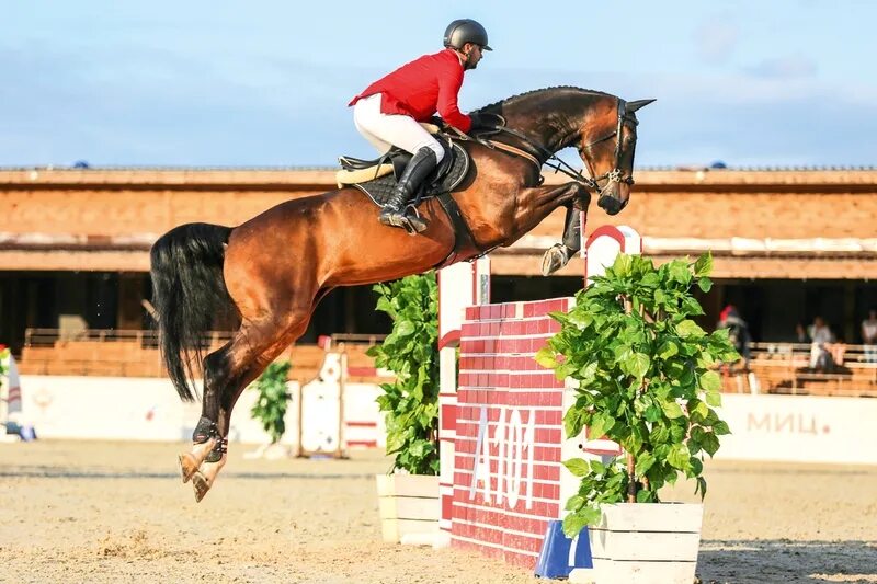 прогулки на лошадях в подмосковье. конный клуб кск джамп. кск станица вольная. кск сокорос сокольники. кск сокорос конюшня.