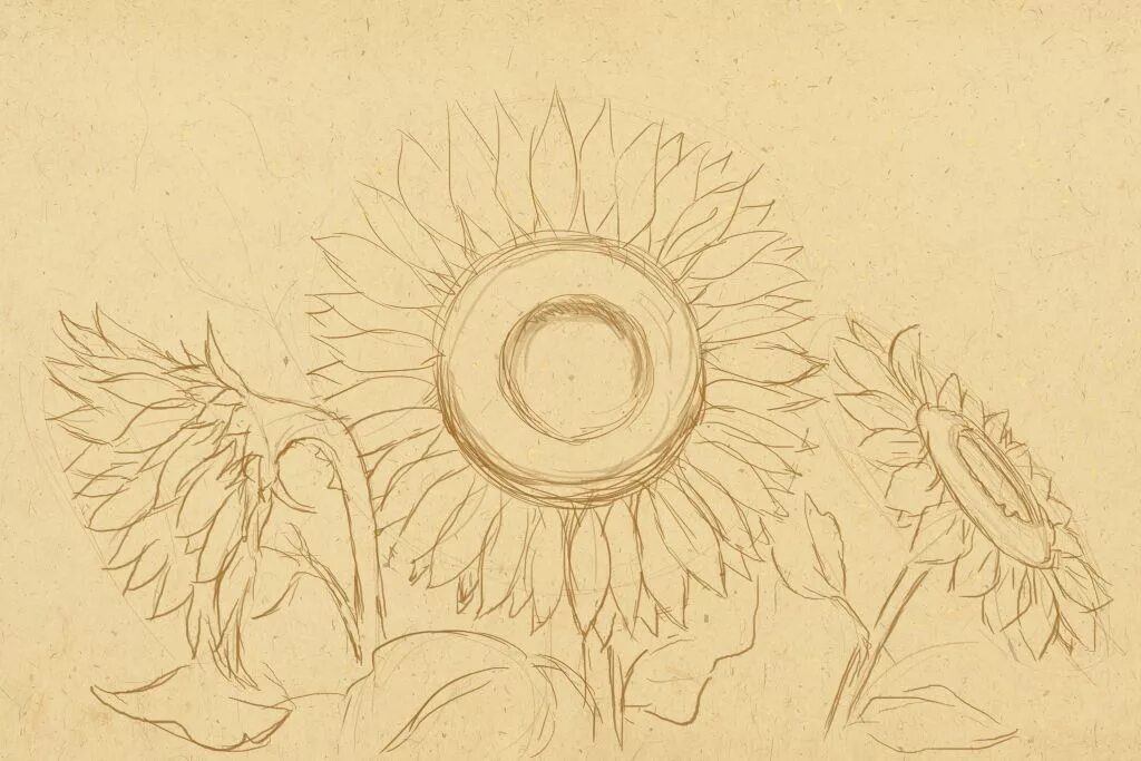подсолнух поэтапное рисование для детей. подсолнух рисунок. подсолнух рисунок карандашом. подсолнух поэтапно. поэтапное рисование подсолнуха.
