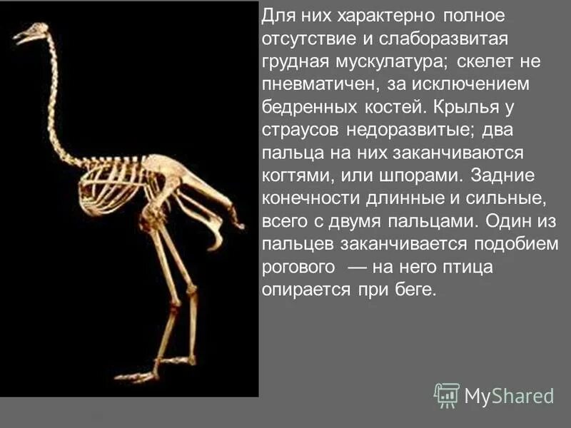 жужжальца у насекомых. маховые мышцы птиц. строение крыла птицы скелет. зачаточные крылья у мухи дрозофилы. недоразвитых крыла.