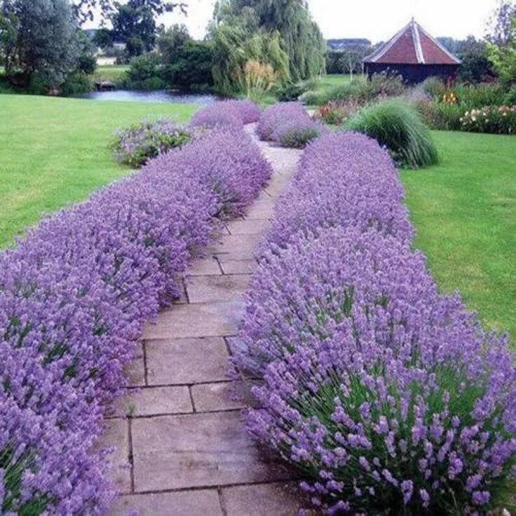 Сиреневые облака лаванды Lilac clouds of a lavender (ФотоШОУ PRO) - YouTube