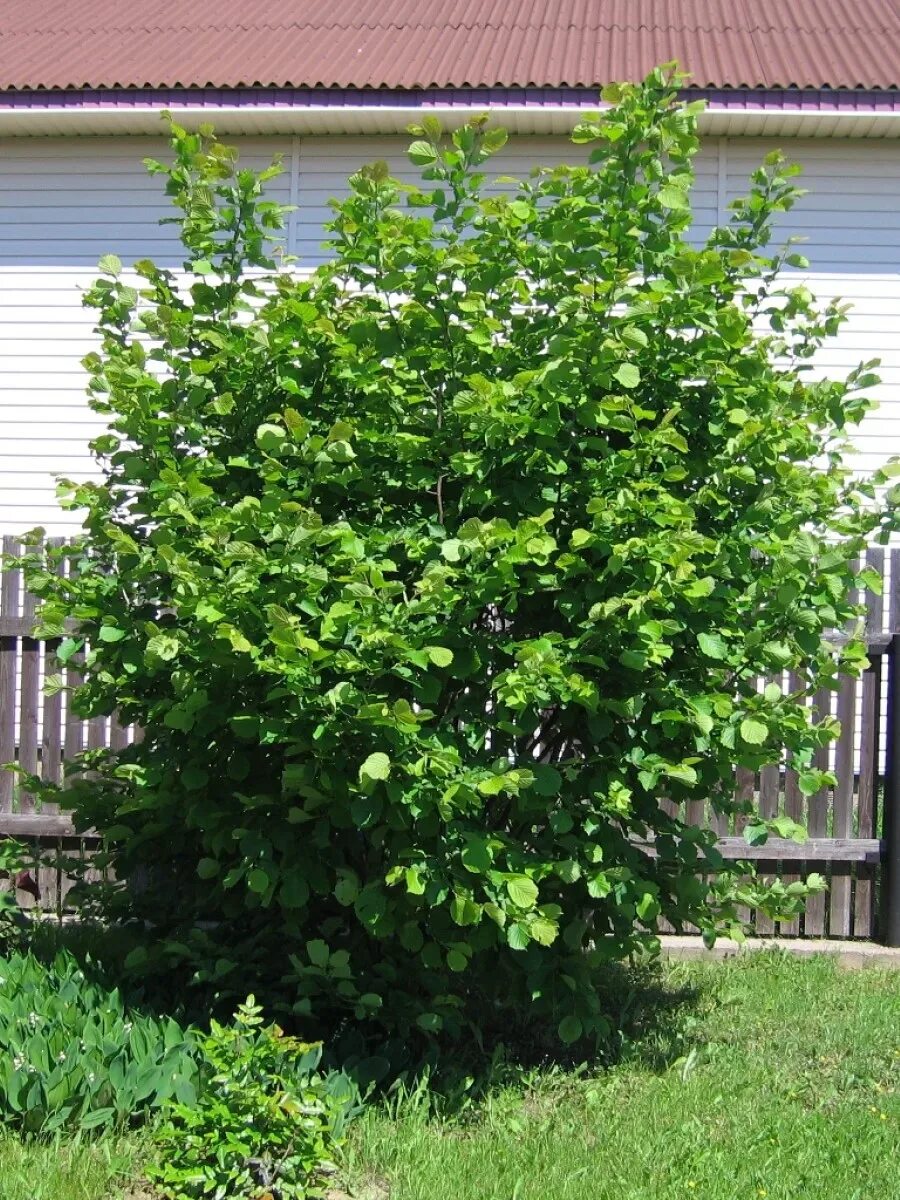 Лещина обыкновенная Corylus avellana купить в Санкт-Петербурге по цене от - Пито