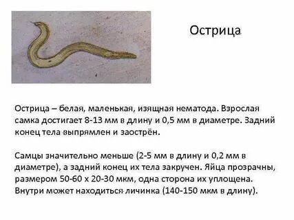 Острица тип