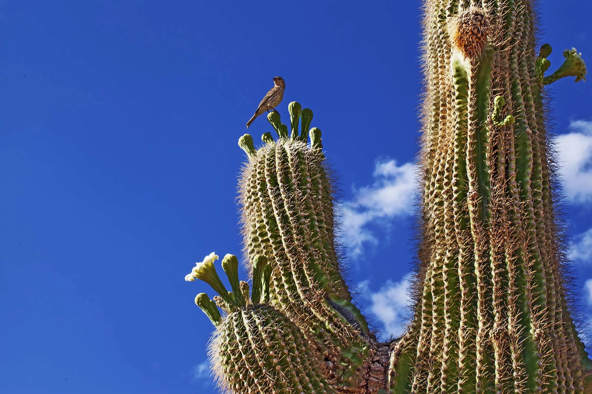 Mexican cactus. Кактус цереус гигантский. Сагуаро, цереус гигантский. Мексика кактусы Сагуаро. Кактус Сагуаро Северной Америки.