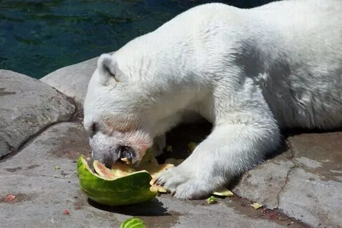 Bear 14. Медведь с дцп. Bear 14. Тверские медвежата. Bear 14.
